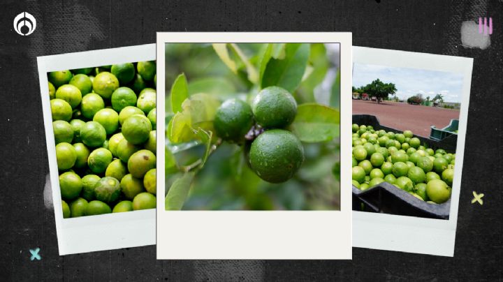 ¿Guerra por el limón terminó? Citricultores de Apatzingán vuelven a producir