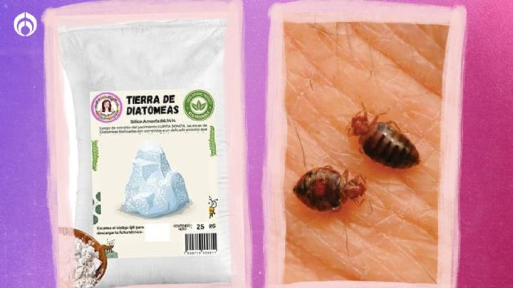 ¿Cómo se usa la tierra de diatomeas para chinches y dónde comprar?