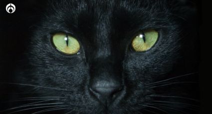 ¿Por qué los ojos de los gatos brillan de color amarillo en la noche?