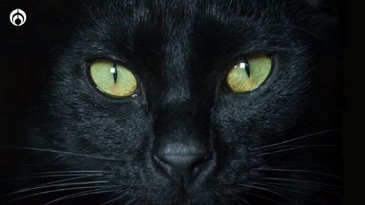 ¿Por qué los ojos de los gatos brillan de color amarillo en la noche?