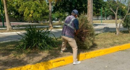 Estos son los centros de acopio para reciclar tu pino navideño natural en Madero