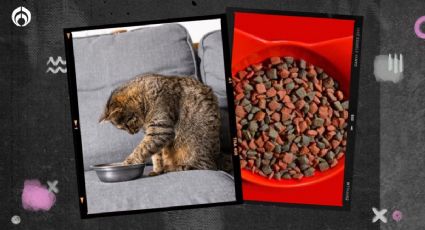 Estas croquetas para gato NO cumplen con el contenido mínimo de proteína declarada, según Profeco