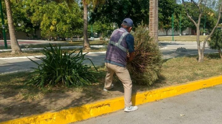 Estos son los centros de acopio para reciclar tu pino navideño natural en Madero