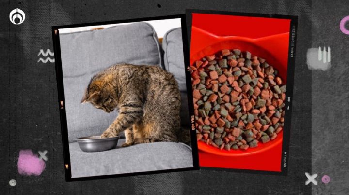 Estas croquetas para gato NO cumplen con el contenido mínimo de proteína declarada, según Profeco