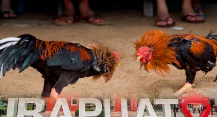 Pese a inseguridad, 'peleas de gallos' regresan a la Feria de Irapuato