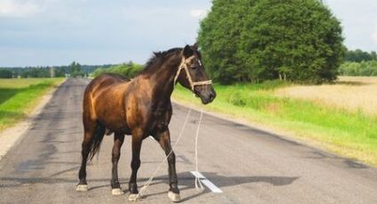 ¿Paso peatonal o equino? Reportan caballos sueltos en calles principales de Altamira