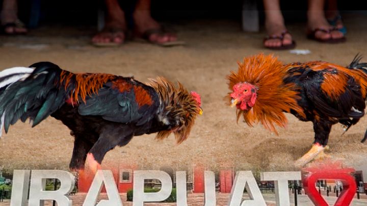 Pese a inseguridad, 'peleas de gallos' regresan a la Feria de Irapuato