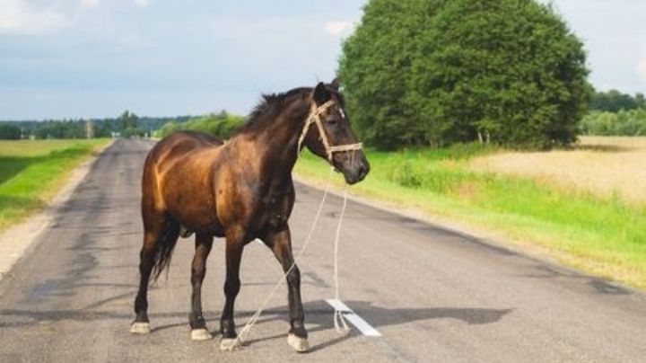 ¿Paso peatonal o equino? Reportan caballos sueltos en calles principales de Altamira