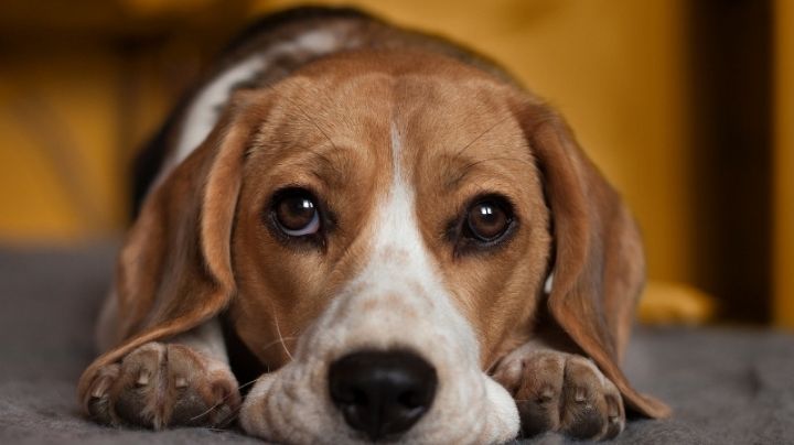 Perritos: Control no adecuado de sus alimentos causarían graves enfermedades