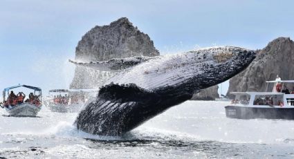 (VIDEO) Ballenas jorobadas y grises ¡Ya están aquí! Exigen respetar normas para su avistamiento