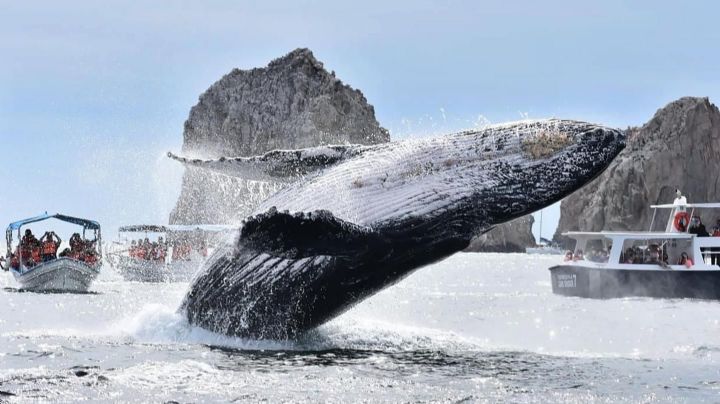 (VIDEO) Ballenas jorobadas y grises ¡Ya están aquí! Exigen respetar normas para su avistamiento