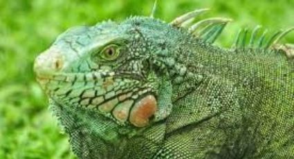 Paleta de... ¿iguana? Frentes fríos congelan reptiles y gente aprovecha para devorarlas