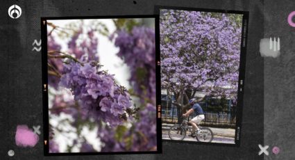 ¿Jacarandas de CDMX florecen en invierno? Así afecta el cambio climático a estos árboles