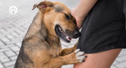 Enfermedades que puede olfatear tu perrito y seguro no sabías