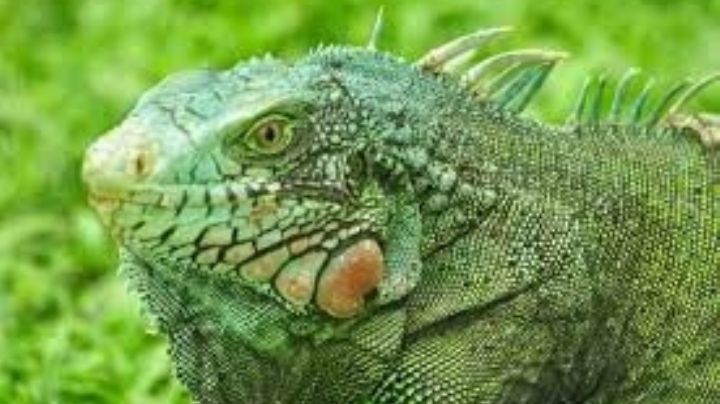 Paleta de... ¿iguana? Frentes fríos congelan reptiles y gente aprovecha para devorarlas