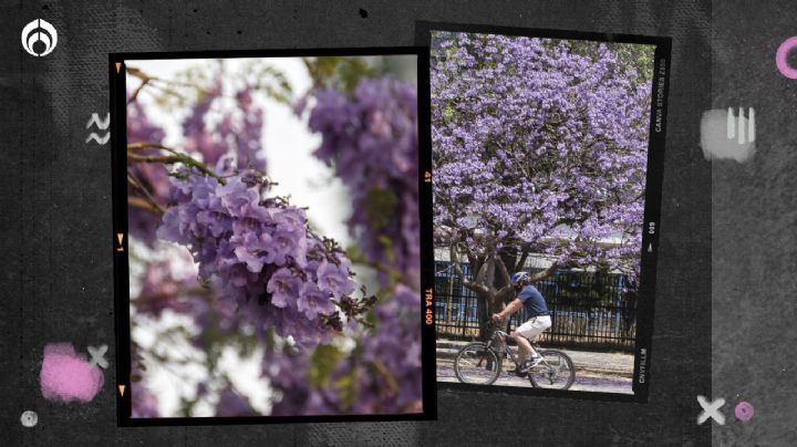 ¿Jacarandas de CDMX florecen en invierno? Así afecta el cambio climático a estos árboles