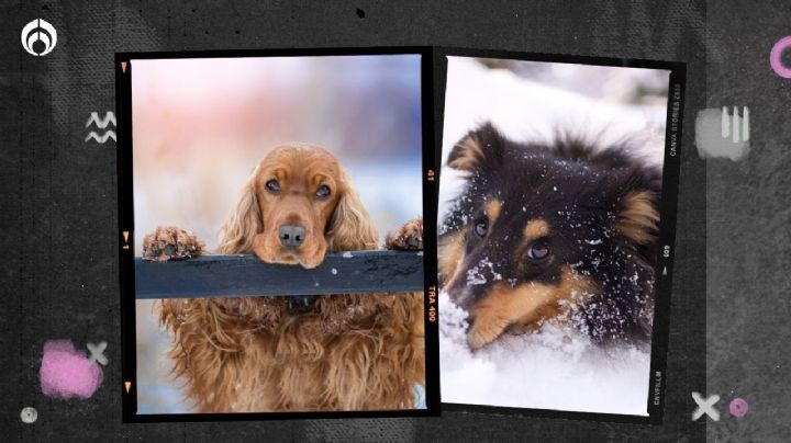 Perritos… ¿van al cielo? Esto dicen distintas religiones… incluida la mexicana