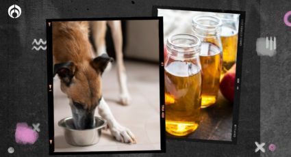 Perritos: ¿qué les pasa si les pones una cucharada de vinagre en su agua?