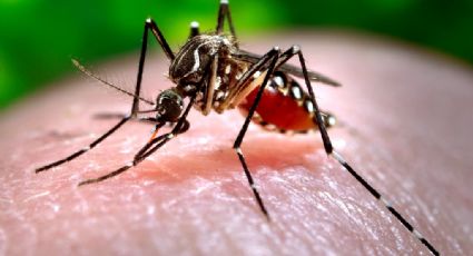 Dengue en Quintana Roo: intensifican labores gobierno y comunidad para combatir enfermedades