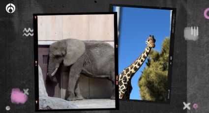 Salvan a Jirafa Benito... y ahora van por Ely la elefanta que vive 'triste' en zoológico de CDMX