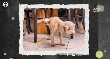 Truco fácil para evitar que los perritos se orinen en las patas de los sillones