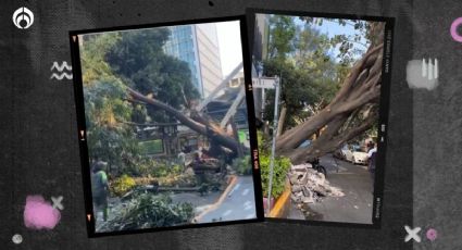 (VIDEO) Vientos 'locos' tiran árbol de 15 metros cerca de estación del Metrobús Nápoles