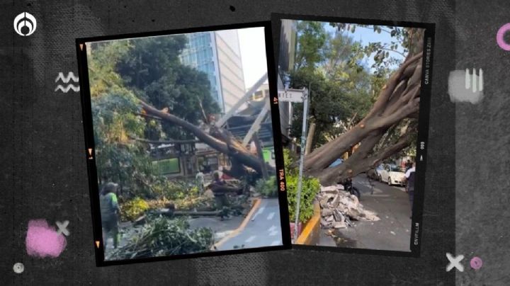 (VIDEO) Vientos 'locos' tiran árbol de 15 metros cerca de estación del Metrobús Nápoles