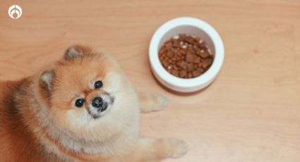 Las croquetas extranjeras más nutritivas y baratas para tu perrito, según Profeco