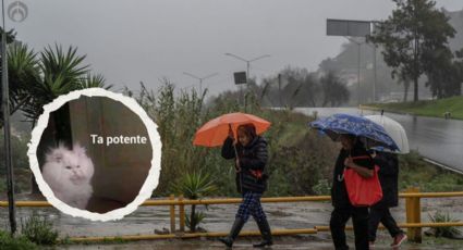 Clima viernes 26 de enero: Frente frío 31 te hará decir 'ta potente' en estos estados