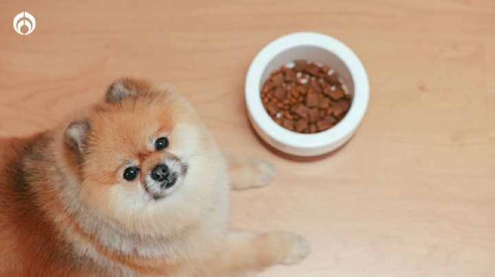 Las croquetas extranjeras más nutritivas y baratas para tu perrito, según Profeco