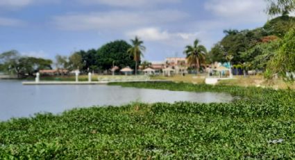 Sequía afecta a pesca deportiva: producción de 'lobina' escasea por bajos niveles de agua