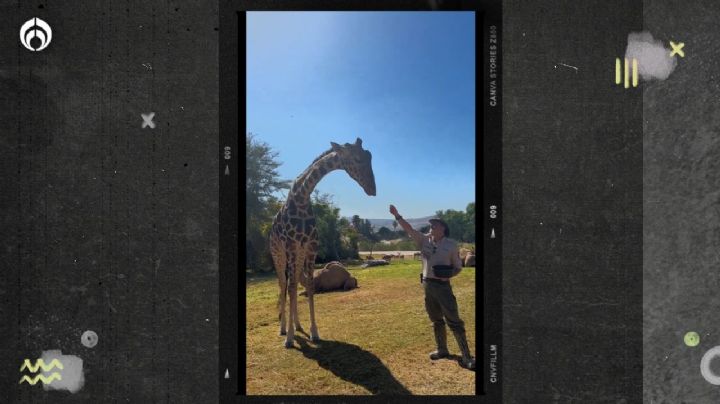 Jirafa Benito: así es su nueva vida en Africam Safari... ya conocerá a su familia