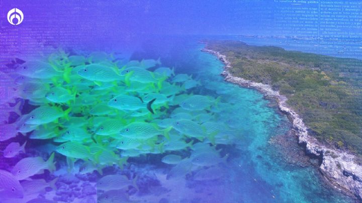(FOTOS) Aguas Mágicas, Parque Nacional Costa Occidental: donde los corales renacen y deslumbran