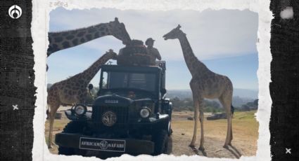 ¡En familia con... la jirafa Benito! Conoce a su nueva 'manada' en Africam Safari (VIDEOS)