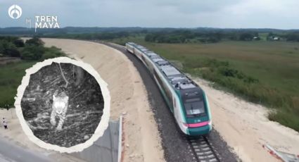 Tren Maya: así es el tramo Cancún-Playa del Carmen que abrirá en febrero (FOTOS)