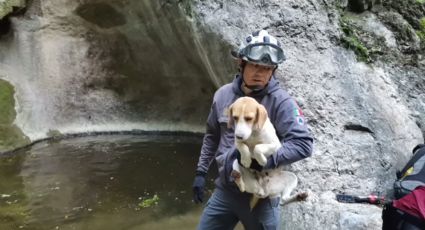 Rescatan a 'lomito' atrapado en el Cerro Agujerado en NL