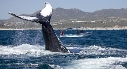 (VIDEO) ¡WOW! Así de 'cerquita' podrás ver ballenas gris este fin de semana en BCS