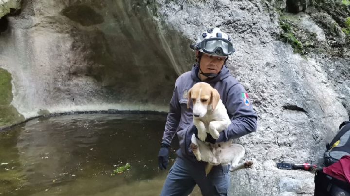 Rescatan a 'lomito' atrapado en el Cerro Agujerado en NL