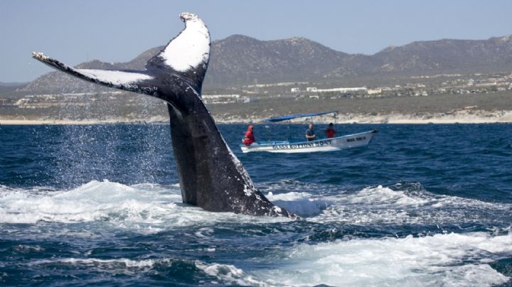 (VIDEO) ¡WOW! Así de 'cerquita' podrás ver ballenas gris este fin de semana en BCS