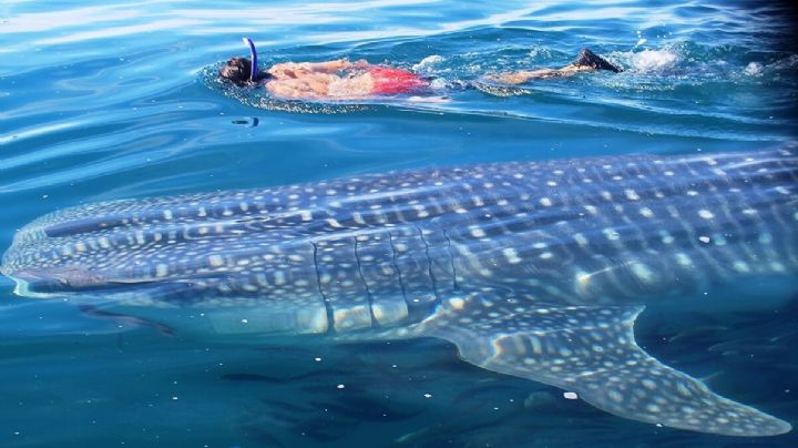 Denuncian confusión en entrega de permisos para nado y avistamiento del tiburón ballena