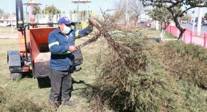 Instalan centros de acopio para pinos navideños en Escobedo NL