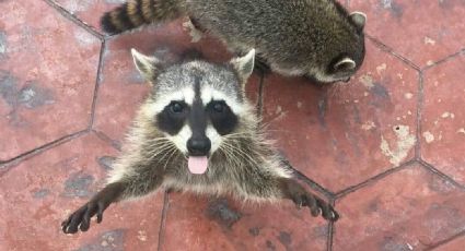 Ciudad Mapache en Tamaulipas: animales invaden zona sur; "es necesario aprender a vivir con ellos"