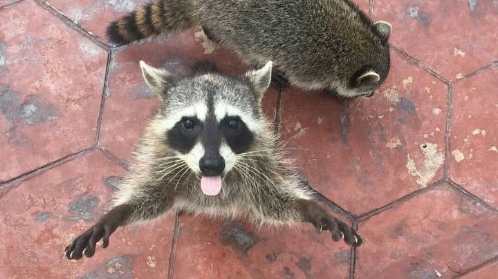 Ciudad Mapache en Tamaulipas: animales invaden zona sur; "es necesario aprender a vivir con ellos"