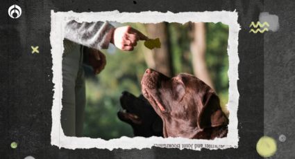 Perritos: cocina un premio fácil y nutritivo con 3 ingredientes