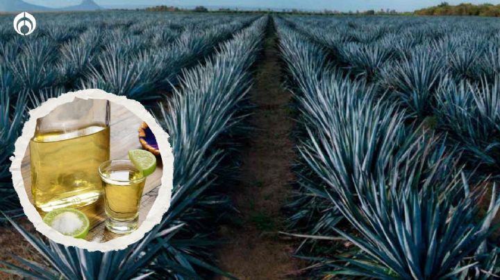 Le da ‘cruda’ al Tequila: hay mucho agave… pero en EU bajan sus ventas, dice el Financial Times