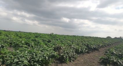 ¡Tláloc llega ya! Agricultores de Altamira esperan lluvias para continuar con cultivos