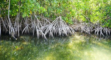 (FOTOS) Manglares de Puerto Morelos reciben título de Área Natural Protegida