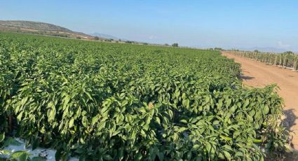 Frente frío en Sonora: evalúan autoridades afectaciones en cosechas por heladas