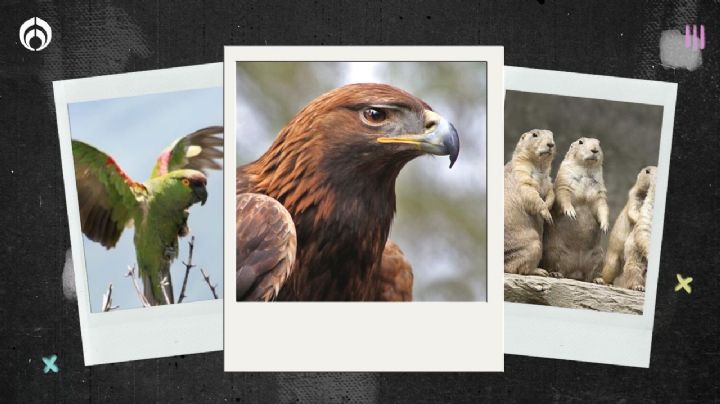Estas son las 20 nuevas áreas protegidas: hay águilas, jaguares, cotorras y más (FOTOS)
