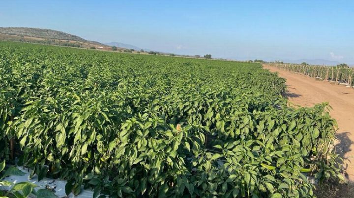 Frente frío en Sonora: evalúan autoridades afectaciones en cosechas por heladas